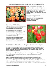 Tulpe-Erfolgsgeschichte-2.pdf